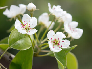 Flowers on the branches of a pear tree in spring.