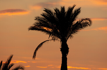 Fototapeta na wymiar Black silhouettes of palm trees on the background of the sunset.