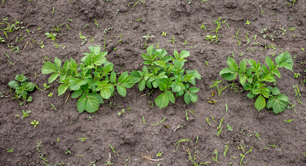 Green tops of potatoes in the ground.