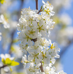 Flowers on a plum tree in spring.