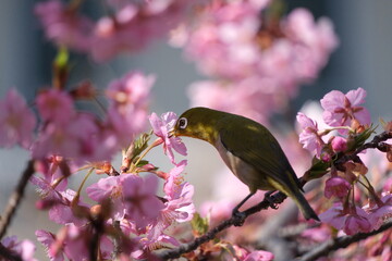 ウメの花と野鳥のメジロ