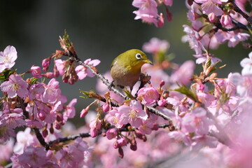 ウメの花と野鳥のメジロ