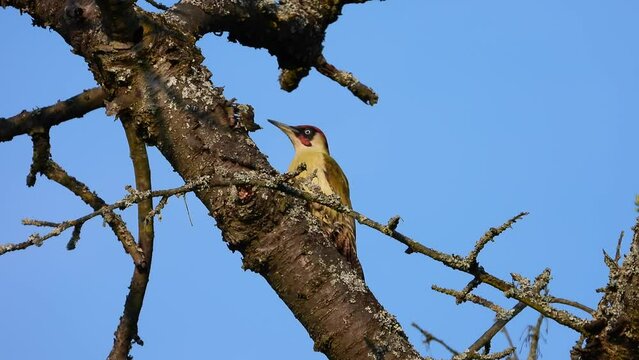 Gr&uuml;nspecht&nbsp;(Picus viridis), 
