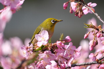ウメの花と野鳥のメジロ