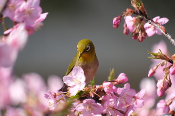 ウメの花と野鳥のメジロ