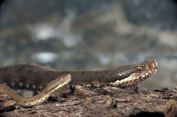 Viper aspis, viper, predation of a mouse, poisonous animals