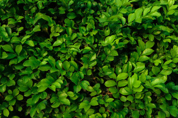 Green leaf texture,Green leaves pattern background.Natural background and wallpaper.