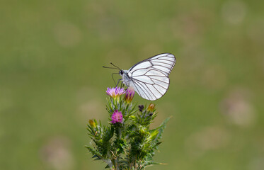 butterfly feeding on purple flower, Black-veined White - Aporia crataegi