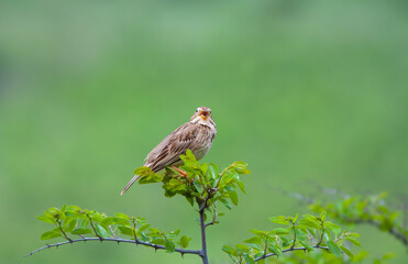 songbird in the woods, Corn Bunting, Emberiza calandra