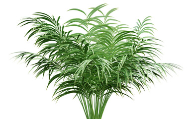 Fototapeta na wymiar Green leaf of palm tree on transparent background, 3d render illustration.