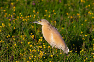 big water bird on grass, Squacco Heron, Ardeola ralloides
