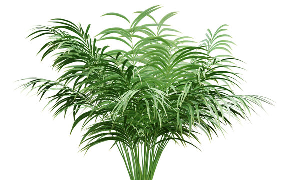 Green leaf of palm tree on transparent background, 3d render illustration.