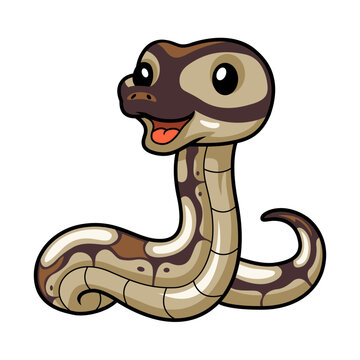 Cute black head butter ball python cartoon