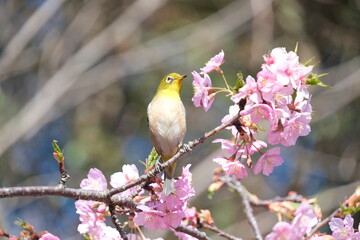 ウメの花と野鳥のメジロ