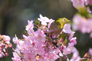 ウメの花と野鳥のメジロ