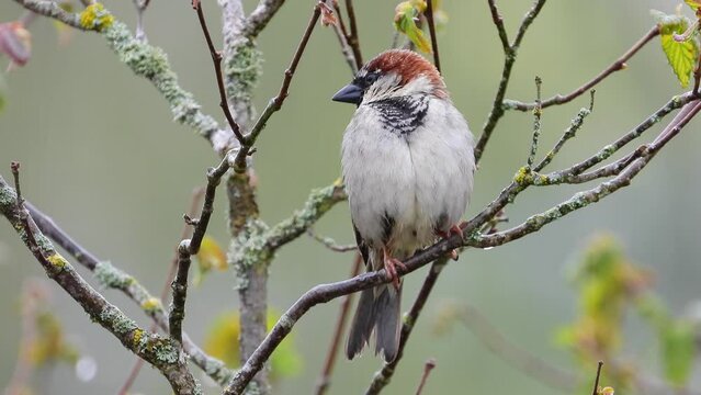 Haussperling (Passer domesticus) 