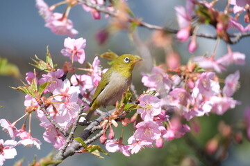 ウメの花と野鳥のメジロ