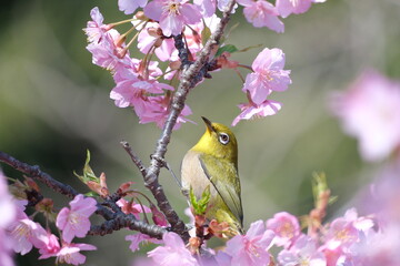 ウメの花と野鳥のメジロ