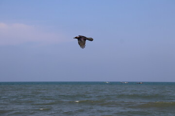 Crow over sea