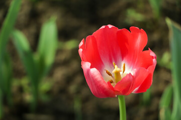 Naklejka premium Red tulip flowers background. Beautiful flower view of red tulips in sunlight landscape at spring or summer.