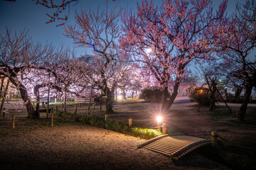 茨城県水戸市　満開の偕楽園　ライトアップ