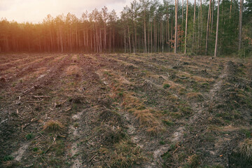 Stumps and logs show that overexploitation leads to deforestation endangering the environment and...