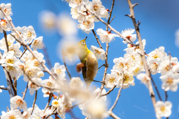 茨城県日立市　諏訪梅林のメジロと満開の梅