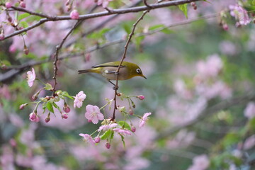 桜の花と野鳥のメジロ