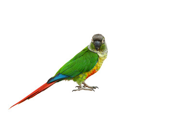 Colorful Maroon-bellied Parakeet isolated on transparent background png file