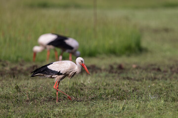 White storks (Ciconia ciconia) searching for food in spring on a meadow in the nature protection area Moenchbruch near Frankfurt, Germany.