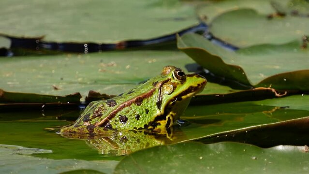 Gr&uuml;nfrosch &nbsp;(Pelophylax &bdquo;esculentus&ldquo;)  