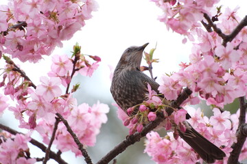 桜の花と野鳥のヒヨドリ