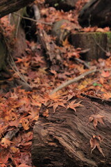 愛媛県　白滝公園内の落葉と樹木