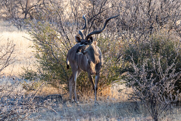 Telephoto shot of a greater kudu -Tragelaphus strepsiceros- in Etosha National Park, Namibia.