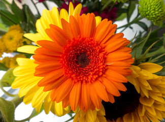 Orange Gerbera flower in a vase with others