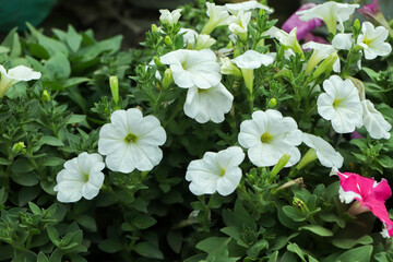petunias flower in a pot on a wooden table over green background