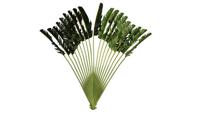 Tropical tree png,3d render