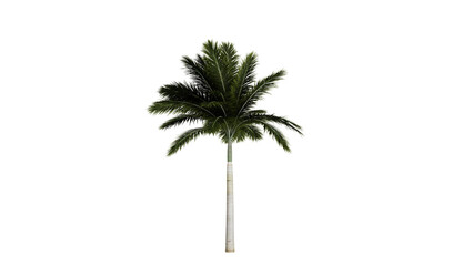 Tropical tree png,3d render