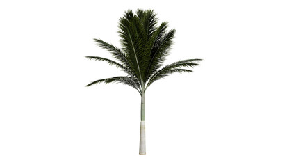 Tropical tree png,3d render