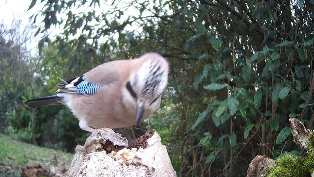 Eichelh&auml;her (Garrulus glandarius) 