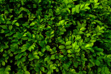 nature green leaves wall texture of the tropical forest plant,on black background.