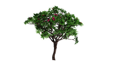 tree isolated png , 3d render