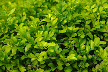 Green leaves background in nature forest