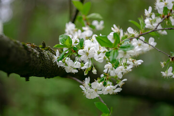 Cherry blossoms in spring on a blurred background.