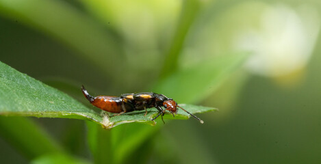 bug on green leaf in the morning