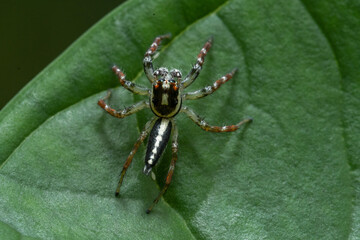 jump spider on leaf in close up