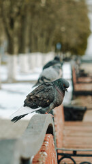 pigeon in the city