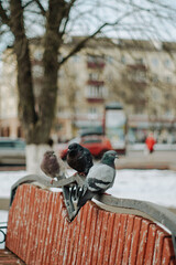 pigeons in the park