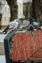 pigeons on the street