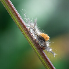 caterpillar on a leaf